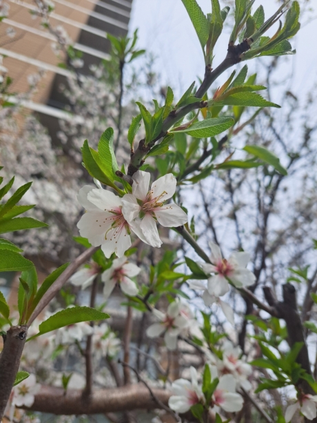 もうすぐ春本番！ | お知らせ